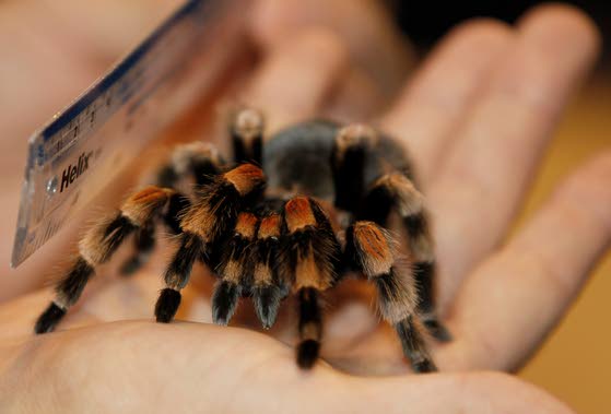 Tarantula Keepers Guide Book